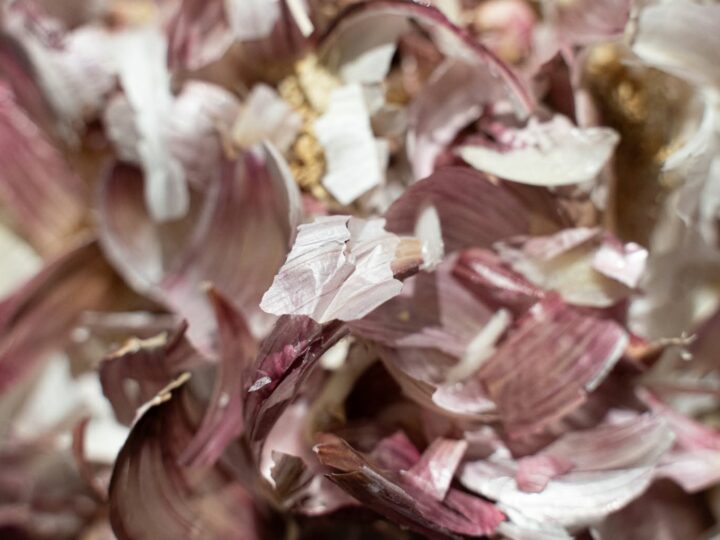 Gros plan sur des peaux d'ail rose et blanc après épluchage