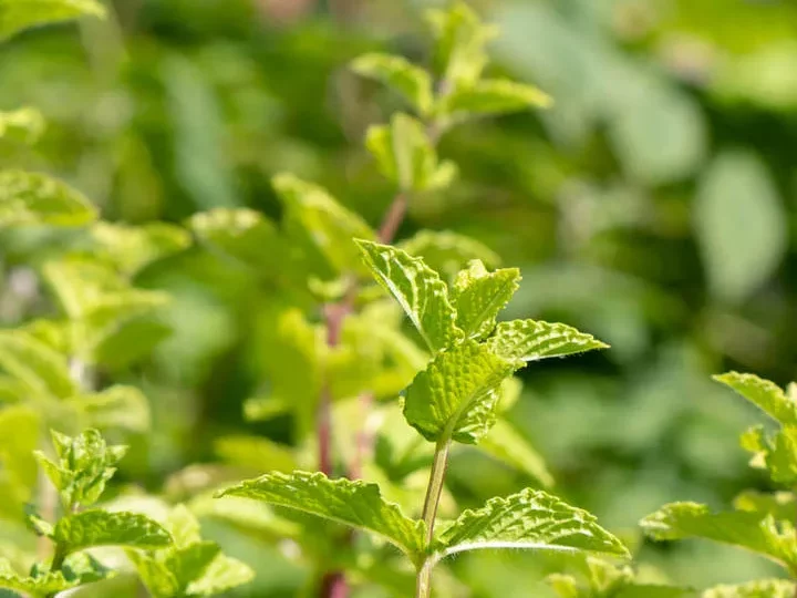 Sirop à la menthe du jardin — photo 2